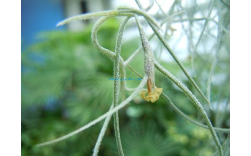 天然防腐劑概念化妝品無防腐劑是什么原理